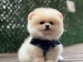 Boo Surat Pomeranian
