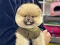 Ayıcık surat pomeranian boo