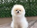 A Kalite Pomeranian Boo Yavrular 