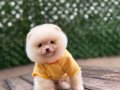 Sevimli Pomeranian Boo 