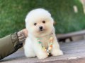 Sevimli Pomeranian Boo Yavrular