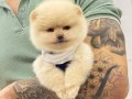 Sevimli Pomeranian Boo