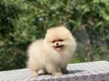 A Kalite Pomeranian Boo Yavrular