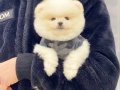 Ayıcık Surat Pomeranian Boo