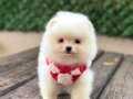 Sevimli Pomeranian Boo Yavrular