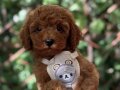Red Brown Toy Poodle Yavrular