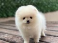 Sevimli Pomeranian Boo Yavrular 