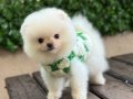 Ayıcık surat Pomeranian yavrular 