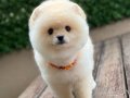 A kalite Pomeranian Boo 