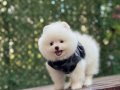 Sağlık garantili Pomeranian Boo
