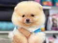 Sevimli Pomeranian Boo Yavrular 