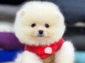 Pomeranian boo yavrular 