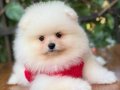 Sevimli Pomeranian Boo 