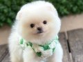Pomeranian Boo Yavrular