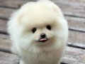 Ayıcık Surat Pomeranian 