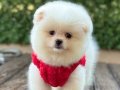 Sevimli Pomeranian Boo Yavrular 