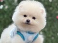 A kalite Pomeranian Boo Yavrular 