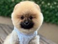 Kısa burun Pomeranian Boo Yavrular