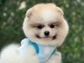 AYICIK SURAT POMERANIAN BOO