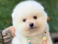 Ayıcık Surat Pomeranian Boo