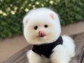 Ayıcık surat Pomeranian yavrular 