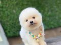 Ayıcık Surat Pomeranian Boo Yavrular