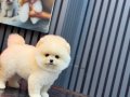 SEVİMLİ POMERANIAN BOO YAVRULAR