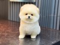 SEVİMLİ POMERANIAN BOO YAVRULAR