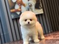 Ayıcık Surat Pomeranian Boo
