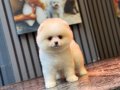 Ayıcık Surat Pomeranian Boo
