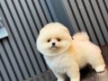 Ayıcık Surat Pomeranian Boo