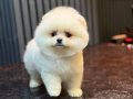 Ayıcık Surat Pomeranian Boo