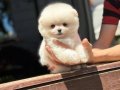 Ayıcık Surat Pomeranian Boo
