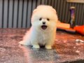 Ayıcık Surat Pomeranian Boo