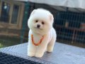 Orjinal Pomeranian Boo 