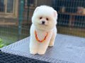 Orjinal Pomeranian Boo 