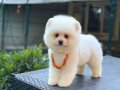 Orjinal Pomeranian Boo 