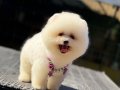 Ayıcık Surat Pomeranian Boo 