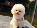 Ayıcık Surat Pomeranian Boo 