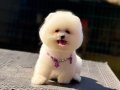 Ayıcık Surat Pomeranian Boo 