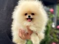 Ayıcık Surat Pomeranian Boo yavrular 