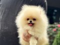 Ayıcık Surat Pomeranian Boo yavrular 