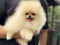 Ayıcık Surat Pomeranian Boo yavrular 