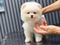 Orjinal Ayı Surat Pomeranian Boo