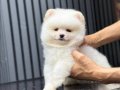 Orjinal Ayı Surat Pomeranian Boo
