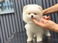 Orjinal Ayı Surat Pomeranian Boo