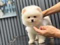 Orjinal Ayı Surat Pomeranian Boo