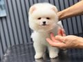 Orjinal Ayı Surat Pomeranian Boo
