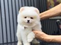 Orjinal Ayı Surat Pomeranian Boo