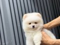 Orjinal Ayı Surat Pomeranian Boo
